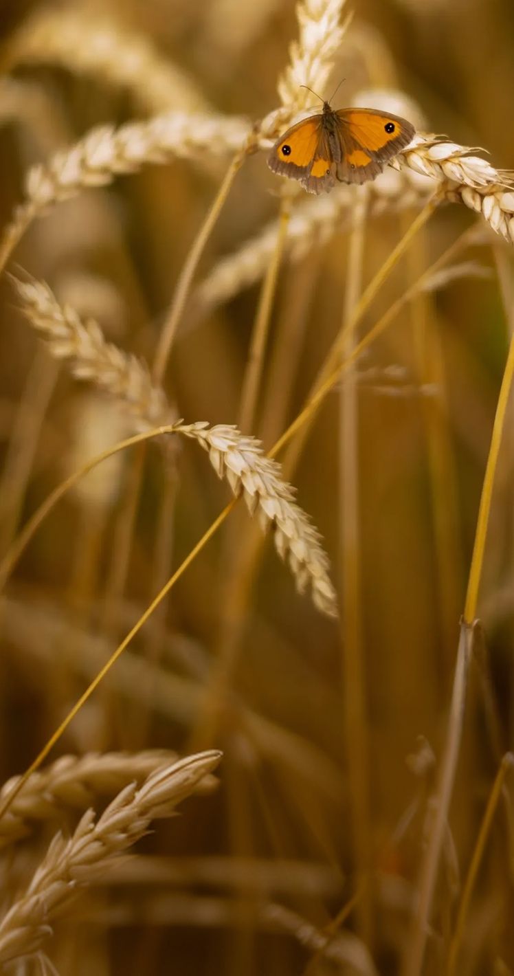 Un papillon posé sur des épis de blé