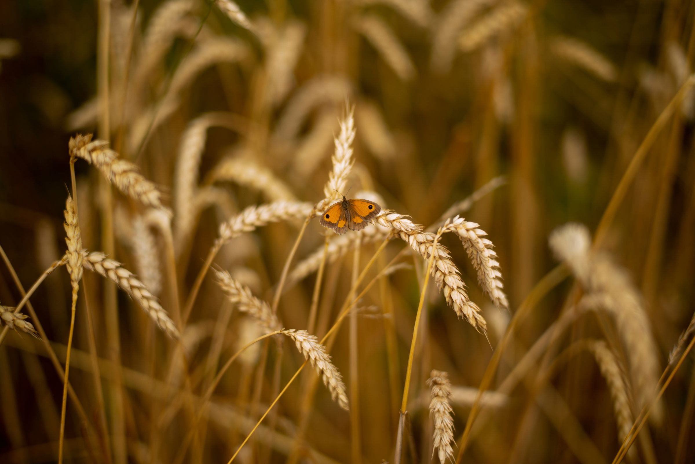 Un papillon posé sur des épis de blé