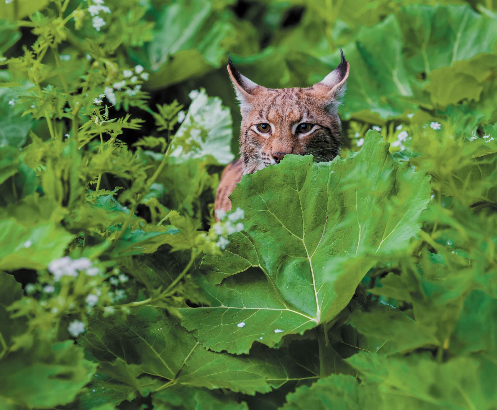 Un lynx dans la végétation