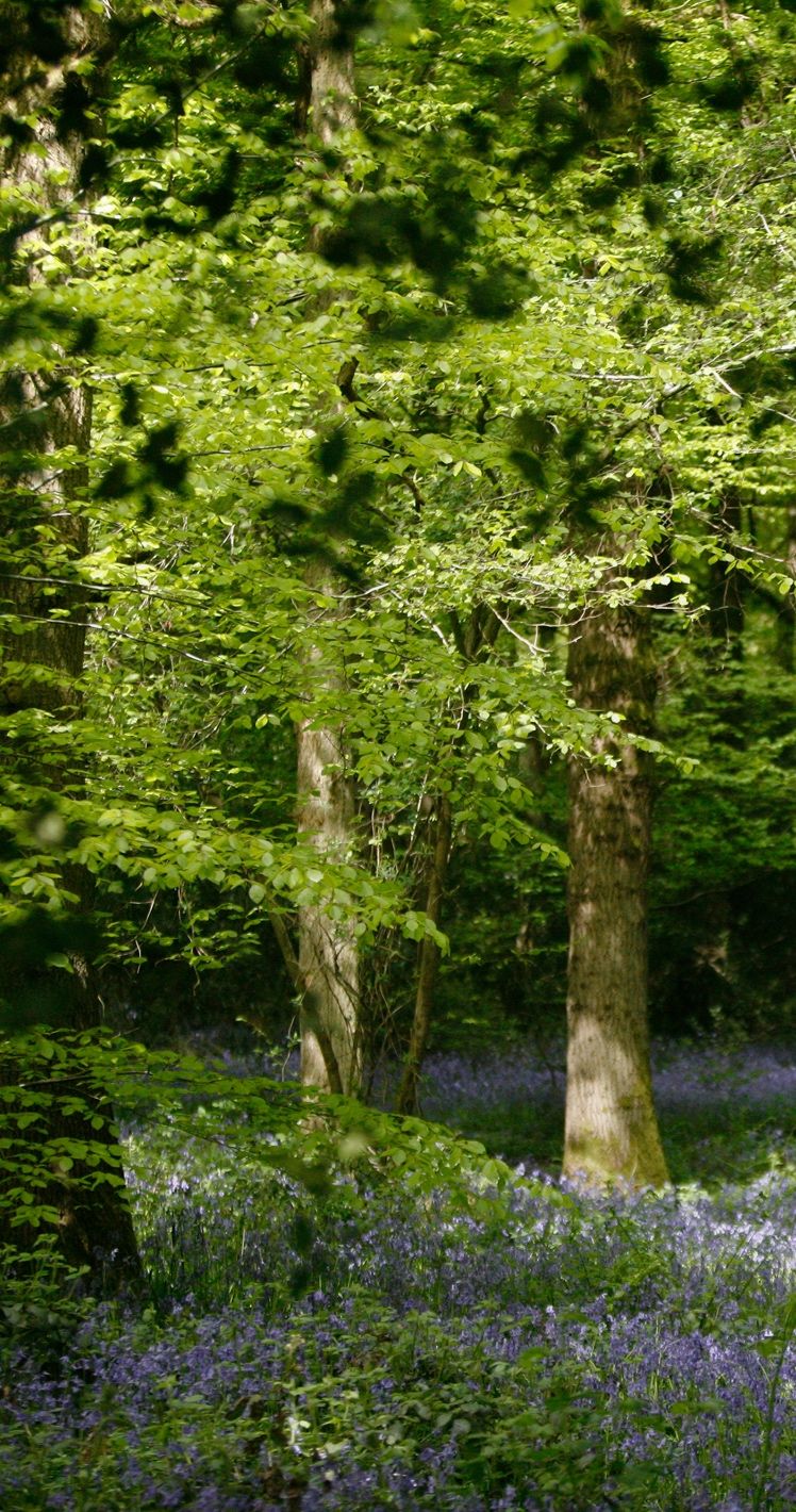 Un sous-bois de forêt tapissé de jacinthes