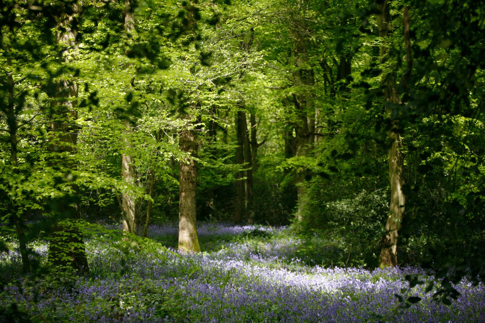 Un sous-bois de forêt tapissé de jacinthes
