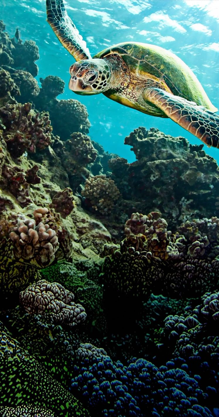 Une tortue de mer nageant au-dessus d’un récif