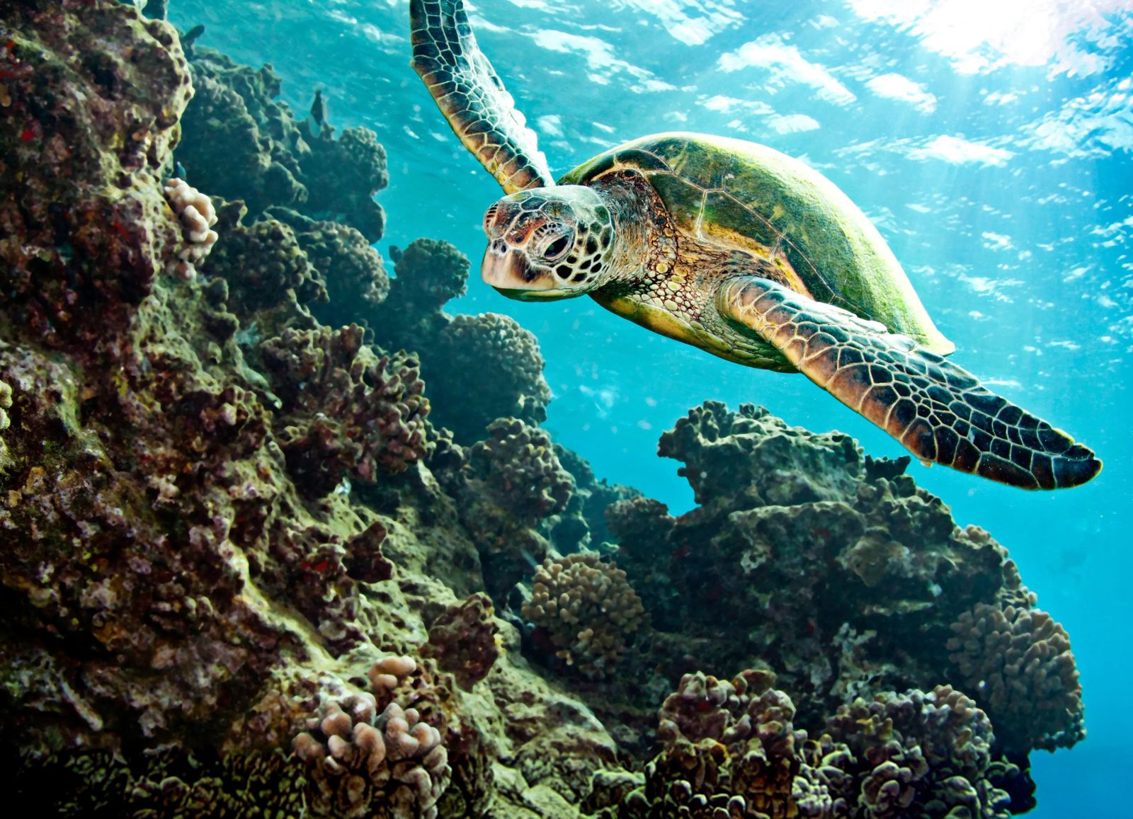 Une tortue de mer nageant au-dessus d’un récif