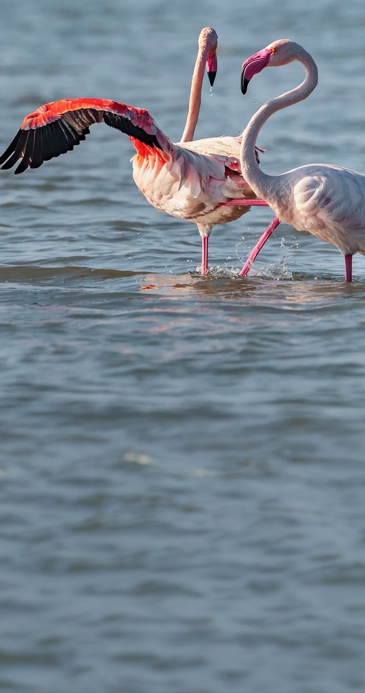 Deux flamants roses dans l’eau