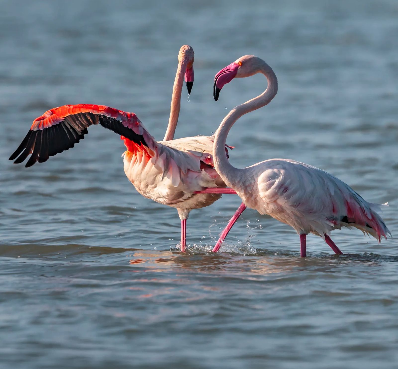 Deux flamants roses dans l’eau