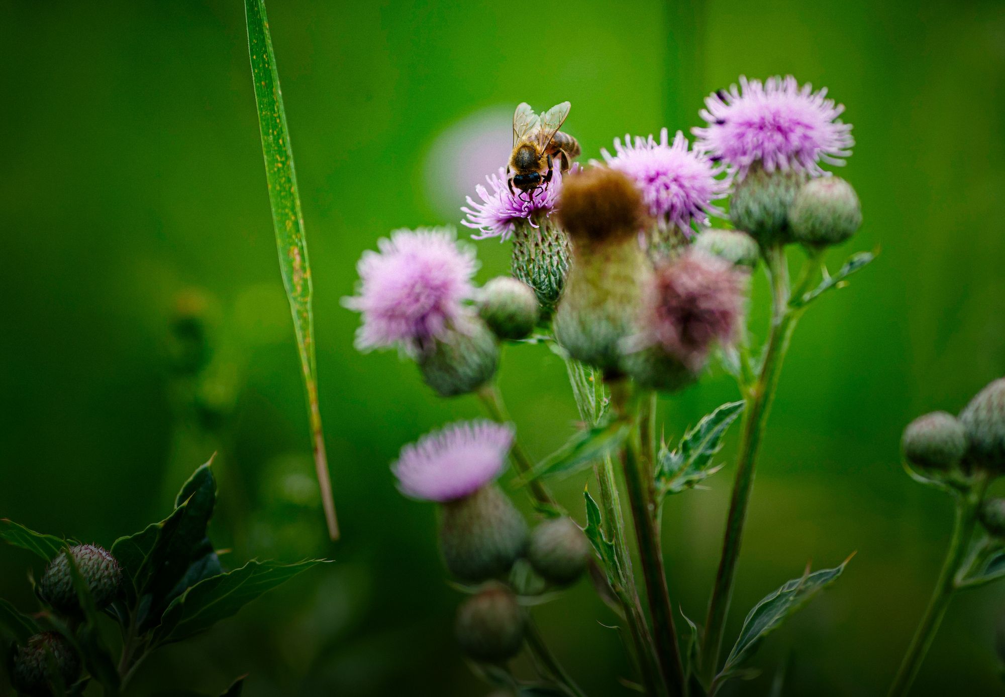 Une abeille butinant une fleur de chardon