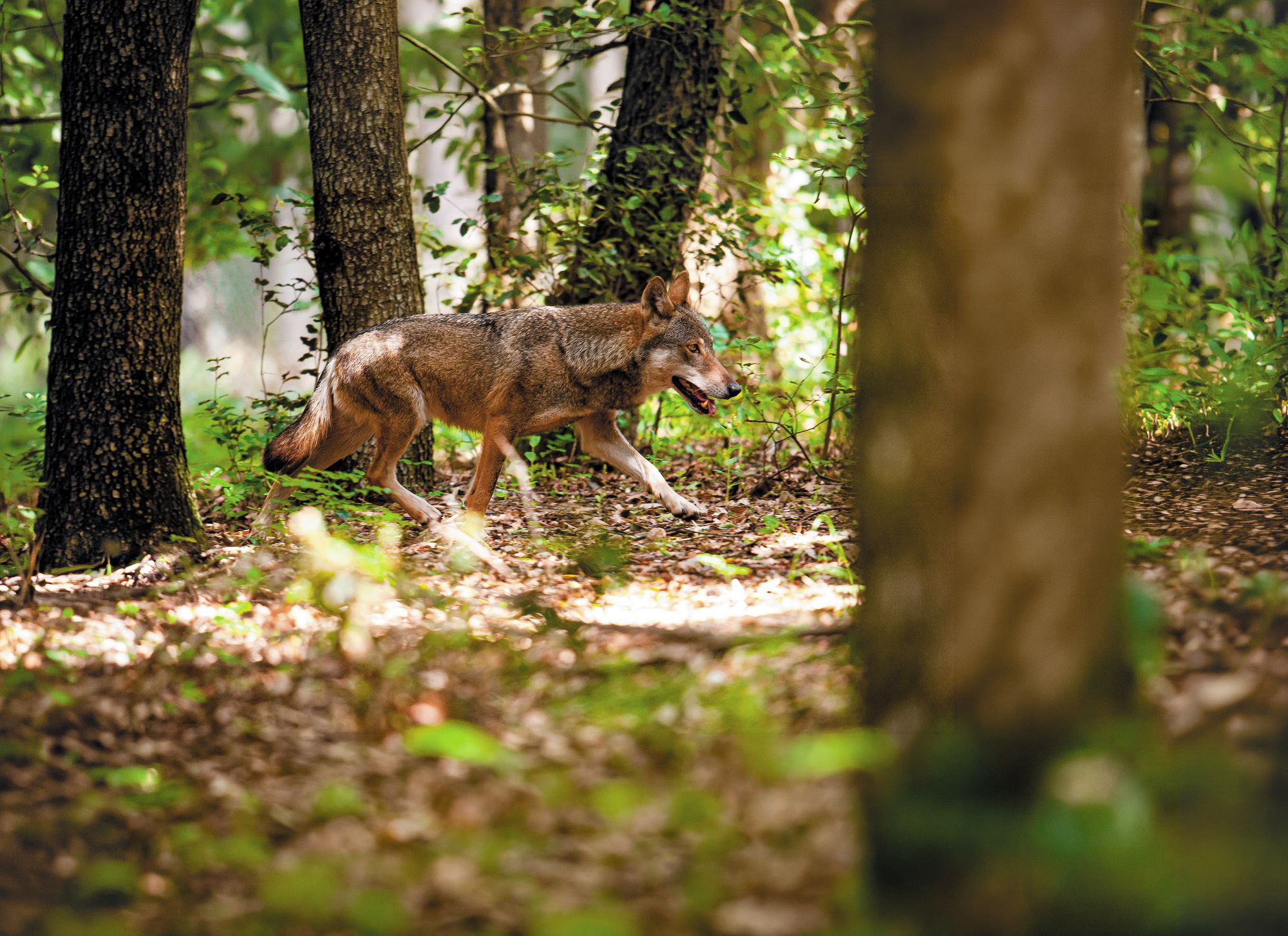 Un loup marchant dans une forêt