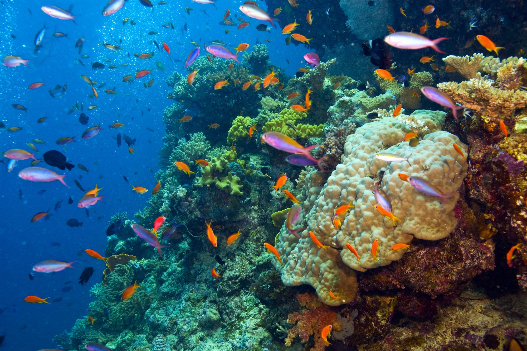 Des poissons autour d’un récif de corail